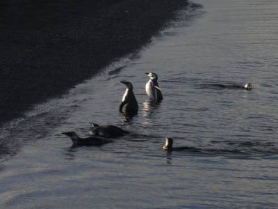 qui rentrent d'une bonne journée de pêche
