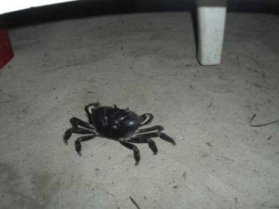 ces fameux crabes de partout