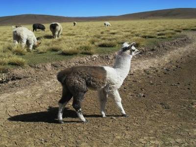 Emilie, fallait rester 1 semaine de plus et tu les voyais tes lamas!!!