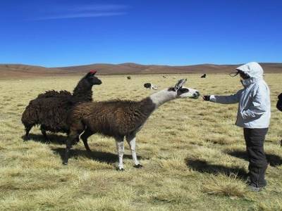 Je file mon restant de banane a un lama sympa. Je croyais que c etait herbivore ces bestioles, mais nan, ca bouffe de tout!!