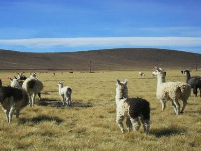 des lamas, Bernard et Serge je crois....