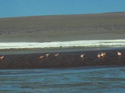 Les fammeux flammands roses!