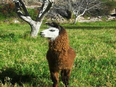 Les premiers lamas de notre voyage