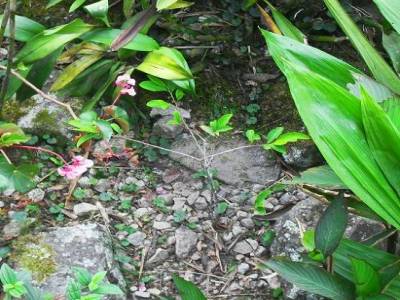 la plante de coca !