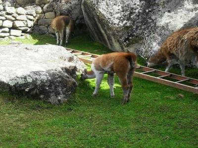 Les lamas du Machu Pichu