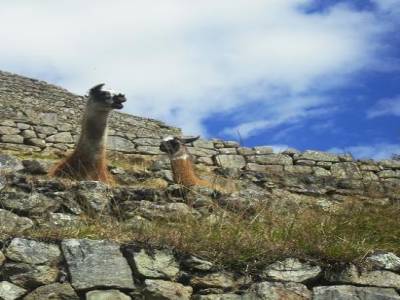 les lamas dans les terrasses agricoles, vues de dessous