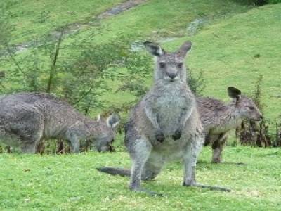 Kangourous