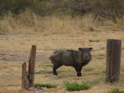 Cochon sauvage sur le camping à Carlsbad,NM