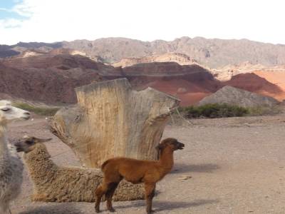 Entre Salta et Cafayate