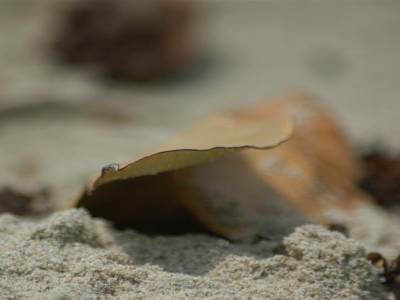 Lonely beach