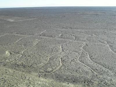 La c est un arbre! C est le vent qui nettoie naturellement les lignes de Nazca...