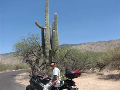 Saguaro National Park