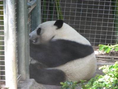 zoo de San Diego