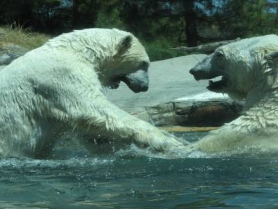 Zoo de San Diego