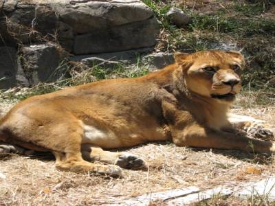 Zoo de San Diego