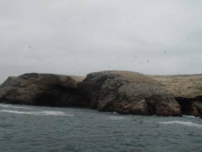 les iles sont couvertes de piafs en tout genre, mais surtout des oiseaux marins. Je ne crois pas y avoir vu une mesange ou un rouge gorge.