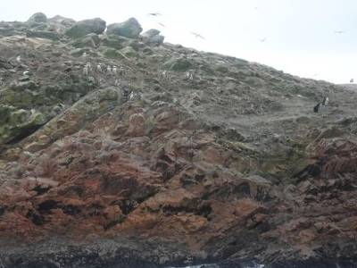 goelands, sternes incas, machot de humboldt, mais pas de perruche, ni de casoar a casque