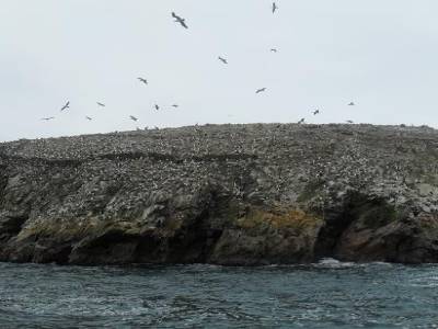 50.000 piafs, ca fait qqch... cette expedition a ete un melange de dents de la mer et des oiseaux de Hitchcock... fallait pas etre cinephile !