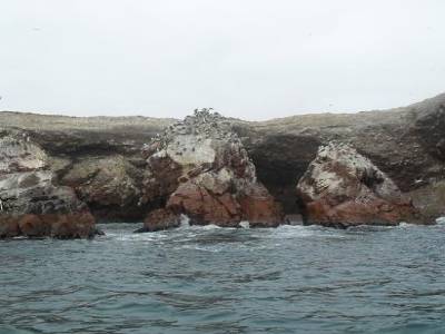 Ce qui est surprenant aussi, c e qu´ici les oiseaux ne sont pas migrateurs, ils squattent a longueur dánne ces iles, entourees dúne des mers les plus riches en ressources halieutiques