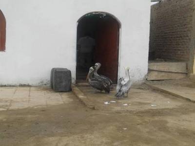 les pelicans aussi ont le droit dáller au resto.