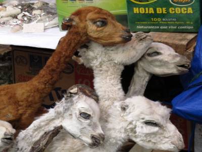 foetus de lama enfin ´foetus´´.......