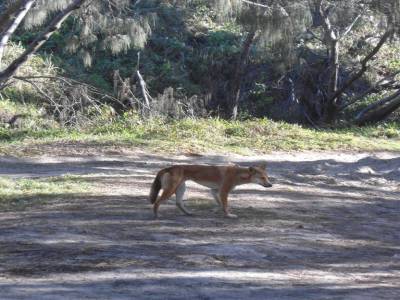 Dingo !