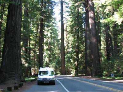 Avenue of the Giants