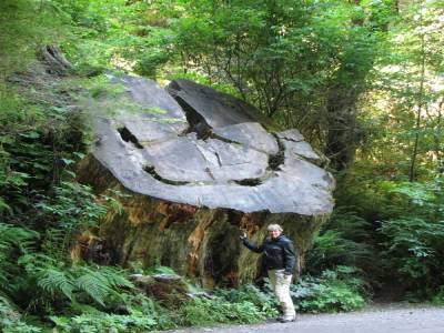 Redwood National Park