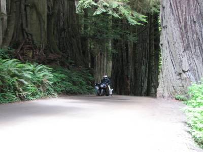 Redwood National Park
