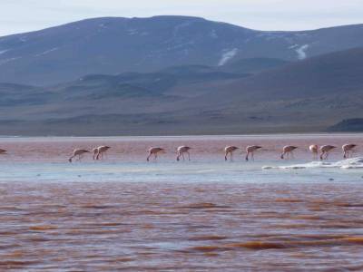 FLAMANDS ROSE