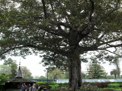 Promenade : Le petit Paris de Melbourne