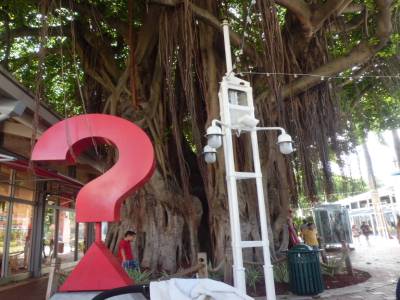 le fameux arbre caoutchou