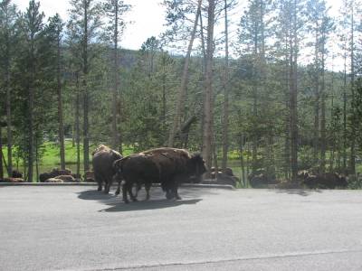 Bisons sur la route