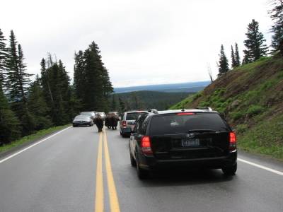 Bisons sur la route