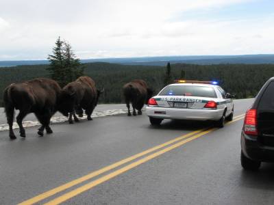 Bisons sur la route