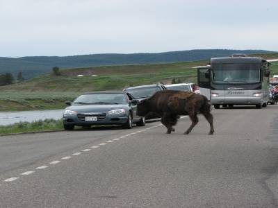 Bisons sur la route