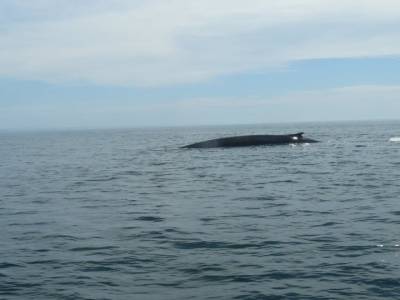Rorqual commun