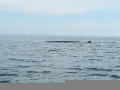 Rorqual commun