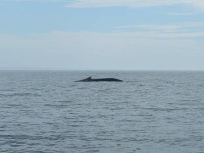 Rorqual commun