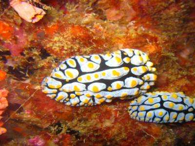 nudibranches