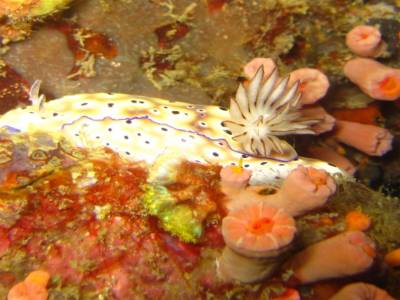 nudibranche 2