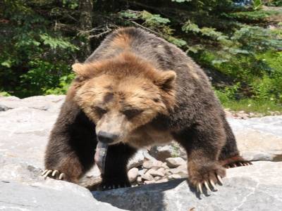 Euh,  faudrait voir à pas trop embêter le grizzly !