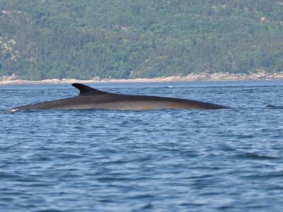 Baleine à tribord !