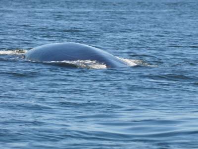 Et baleine à babord !!