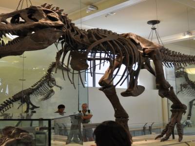 American Museum of Natural History