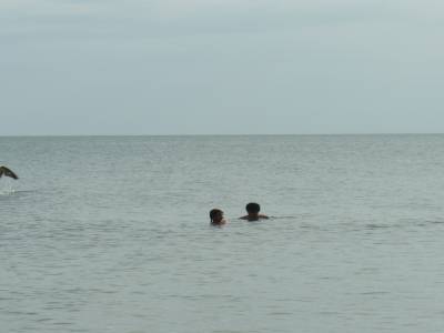 Baignade des enfants avec les pélicans