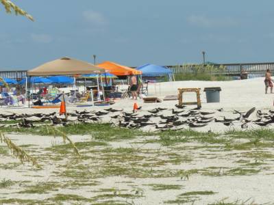 Sanctuaire des oiseaux, délimitation sur la plage