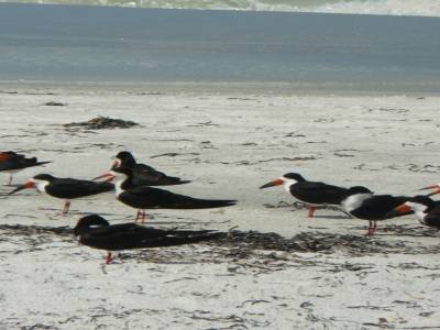 Les oiseaux du Sanctuaire