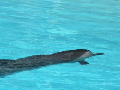 Moonshine le dauphin