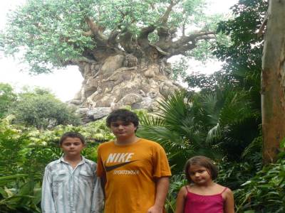 L'Arbre de la Vie